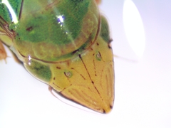 Draeculacephala robinsoni