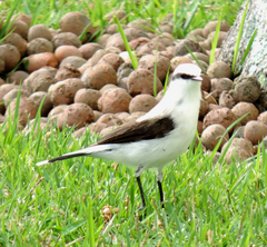 Fluvicola nengeta
