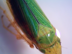 Draeculacephala robinsoni