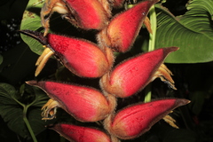 Heliconia mutisiana