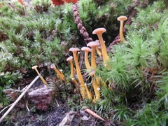 Craterellus tubaeformis
