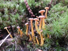 Craterellus tubaeformis
