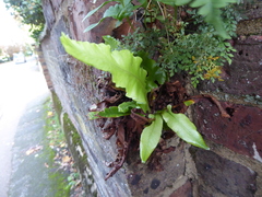 Asplenium scolopendrium scolopendrium