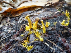 Craterellus tubaeformis