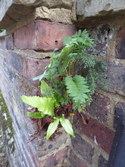 Asplenium scolopendrium scolopendrium