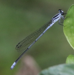 Pseudagrion kersteni