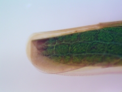 Draeculacephala robinsoni