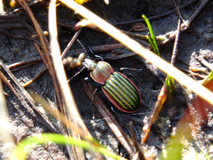Carabus nitens