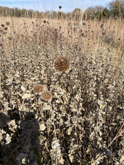 Helianthus mollis