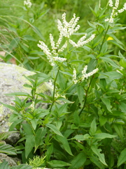 Koenigia alpina