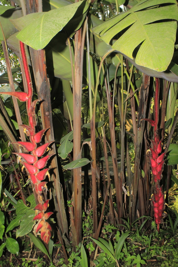 Heliconia mutisiana