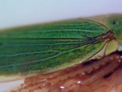 Draeculacephala robinsoni