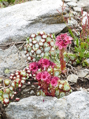 Sempervivum arachnoideum