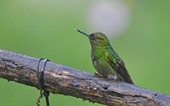 Boissonneaua flavescens