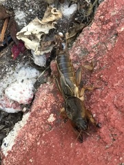 Gryllotalpa krimbasi