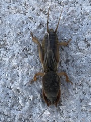 Gryllotalpa krimbasi