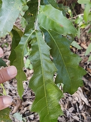 Quercus vaseyana