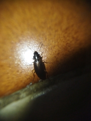 Agonum