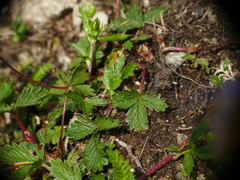 Potentilla aurea