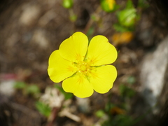 Potentilla aurea