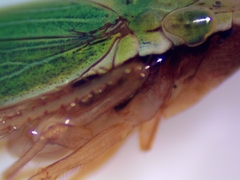 Draeculacephala robinsoni