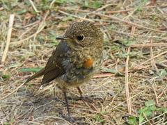 Erithacus rubecula rubecula