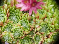 Sempervivum arachnoideum