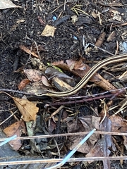 Thamnophis saurita saurita