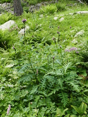 Cirsium alsophilum