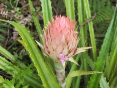 Ananas macrodontes