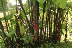 Heliconia mutisiana