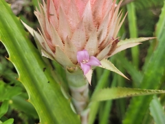 Ananas macrodontes