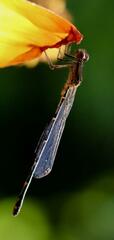 Oxyagrion terminale