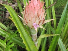 Ananas macrodontes