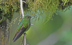 Boissonneaua flavescens