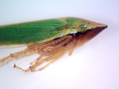 Draeculacephala robinsoni