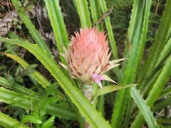 Ananas macrodontes