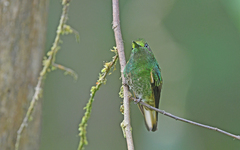 Boissonneaua flavescens