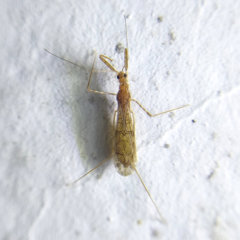 Thread-legged bug