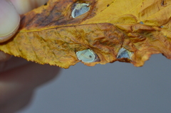 Cameraria ohridella