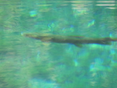 Salmo trutta
