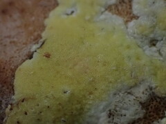 Trichoderma pulvinatum