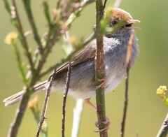 Cisticola fulvicapilla