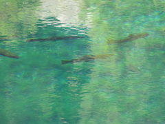 Salmo trutta