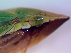 Draeculacephala robinsoni