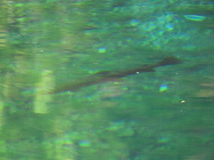 Salmo trutta