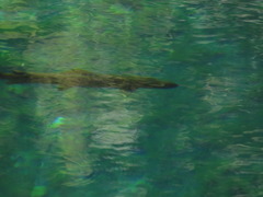 Salmo trutta