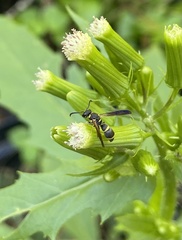 Parancistrocerus perennis