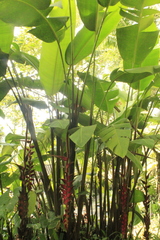 Heliconia mutisiana