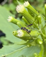 Parancistrocerus perennis